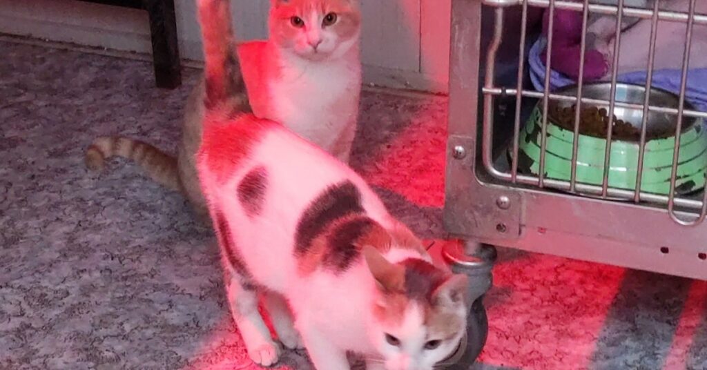 Matisse e Laila nel gattile di Cuneo