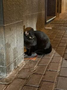 Micia abbandonata dopo il trasloco cerca casa