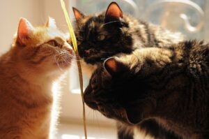 I tre gatti che si sostengono nelle difficoltà: la loro storia