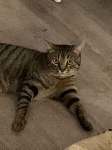 Mojto, il micetto che cerca la famiglia giusta