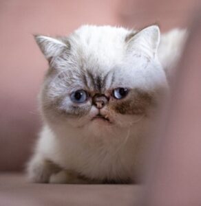 Mr Marbles, il gatto con il musetto speciale