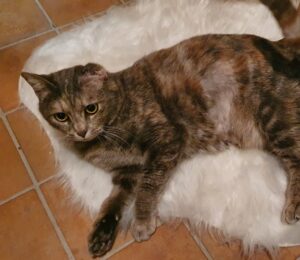 Palla cerca casa: adottiamo questo splendida gattina di soli 5 anni