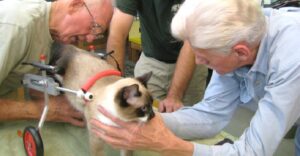 Parkes, il veterinario di 93 che è in pensione, ma costruisce sedie a rotelle per animali disabili