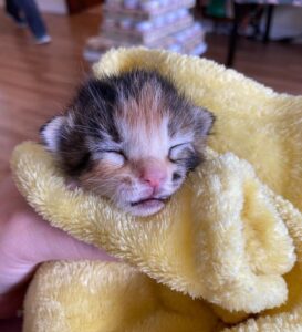 Petal, la gattina trovata vicino al cassonetto