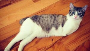 Roux, la micia che ha solo due zampe