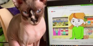 Gattino Sphynx “assunto” come terapista felino aiuta i bambini vittime di violenza domestica