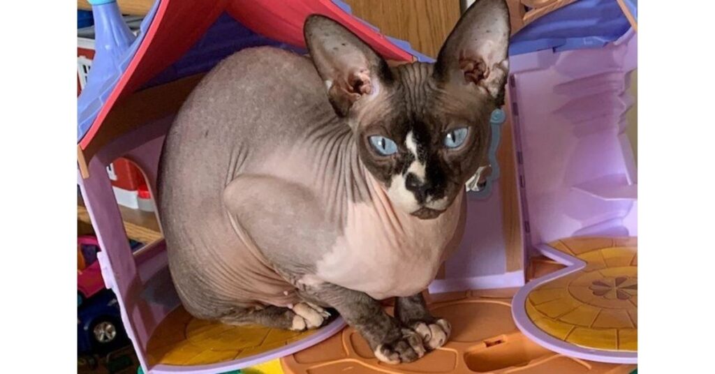 Gattino Sphynx "assunto" come terapista felino