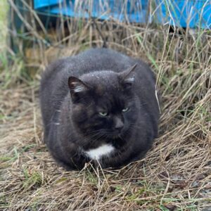 Saladino, lo splendido gattino nero è alla ricerca di una famiglia