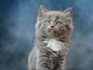 gattino grigio pelo lungo