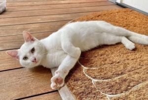 Snowy, la gatta che ha seguito la famiglia perfetta