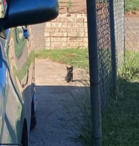 Sweetie, la gattina che ha chiesto aiuto alla persona giusta