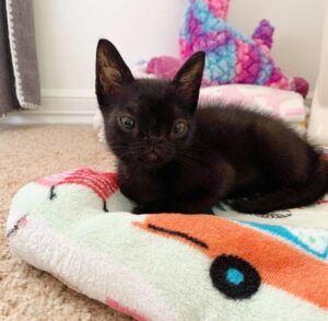 Toothless, il gattino con un musetto speciale