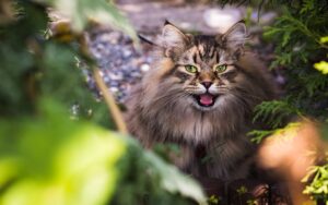 Zack, un gatto Siberiano, resta bloccato su un albero: i pompieri lo salvano