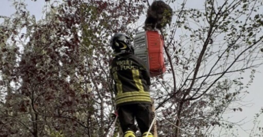 pompiere salva un gatto