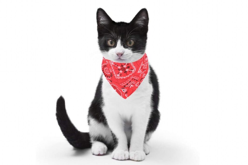 gatto con la bandana