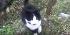 Il gatto eroe che ha salvato un escursionista smarrito sulle Alpi svizzere