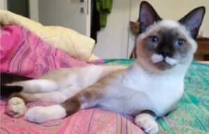 Arconate, simil Siamese scappa di casa, ancora nessuna notizia sul piccolo Zeno