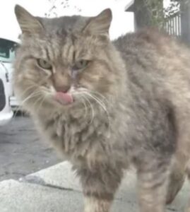Gatti salvati dalla strada in un comune virtuoso