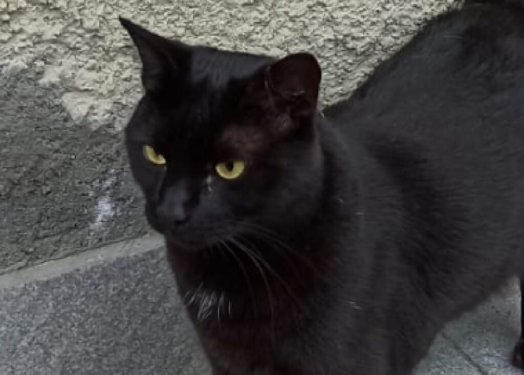 gatto nero occhi gialli 