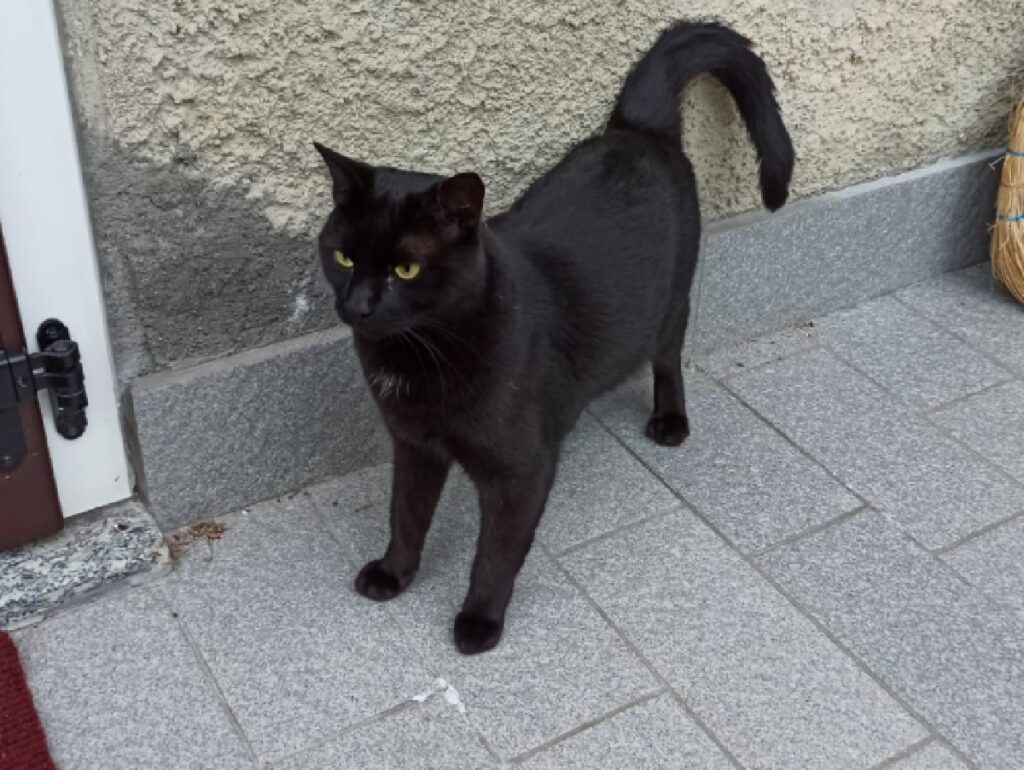 gatto nero medie piccole dimensioni 