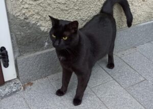 Ballabio, si allontana da casa e non fa più ritorno, scomparso il gatto Guapo