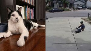 Gattino ritenuto spaventoso perché senza un occhio fa amicizia con un bambino del quartiere