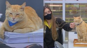 Il gatto Bino ha deciso di lavorare per un’azienda e si presenta puntuale a lavoro tutti i giorni