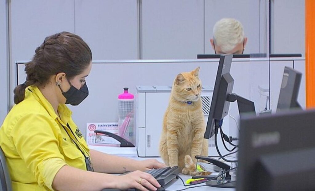 il gatto bino in azienda