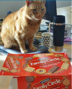 Gattino obeso ruba i biscotti di Natale