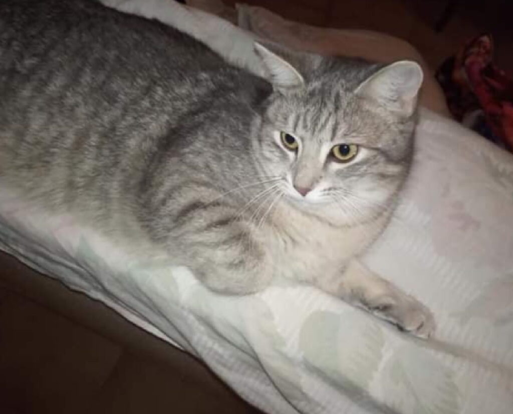 gatta betty ha 3 anni