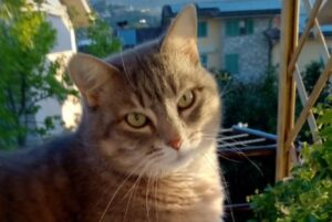 Borgo a Buggiano, scomparsa una gatta di nome Betty, potrebbe essersi allontanata a bordo di un’auto