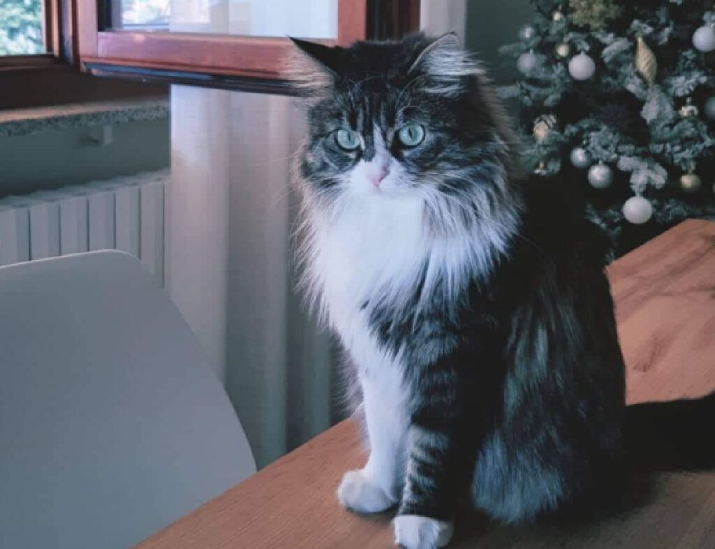 gatto luce blu sfondo