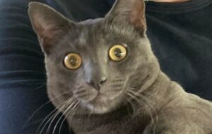 Budrio, Sky non fa ritorno a casa, si cerca un gatto simil Certosino timido e diffidente