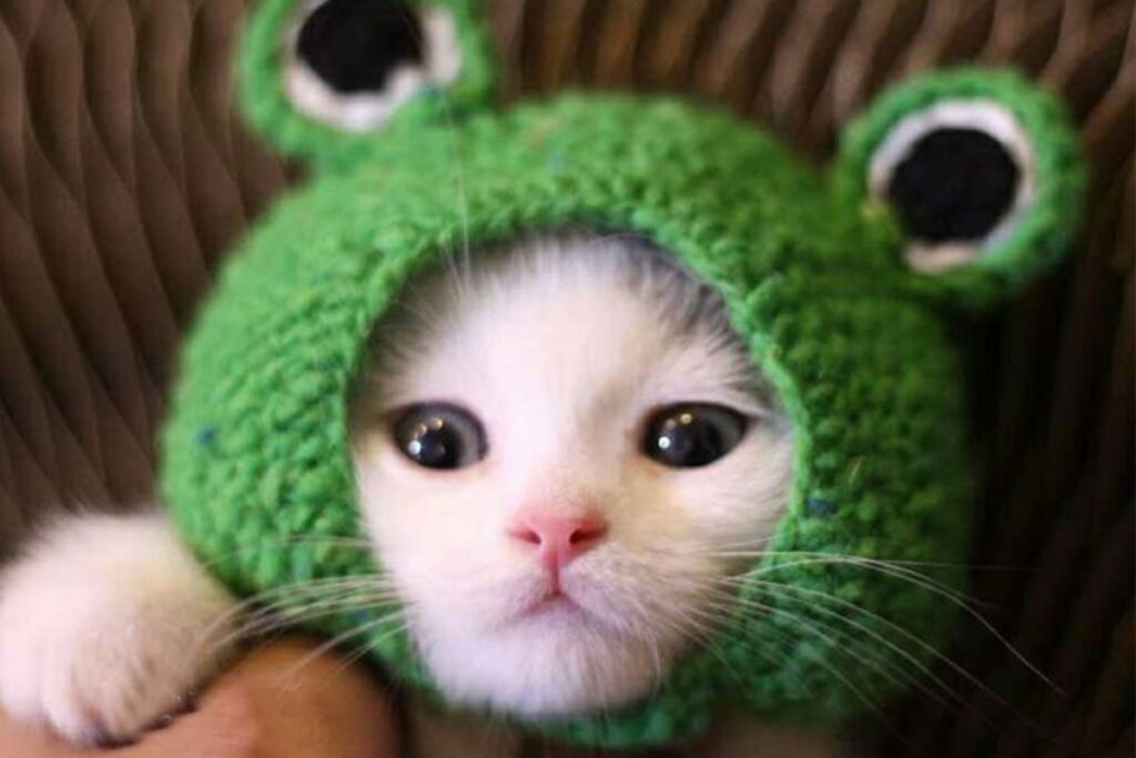 cappelli buffi per gatti