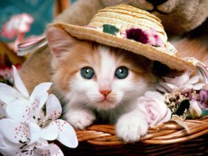 gattino con cappello