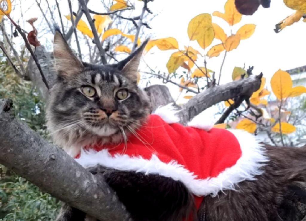 gatto maine coon su albero 