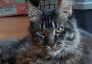 Castelnuovo Magra, si sta cercando un Maine Coon di nome Julius, il gatto ha problemi di salute