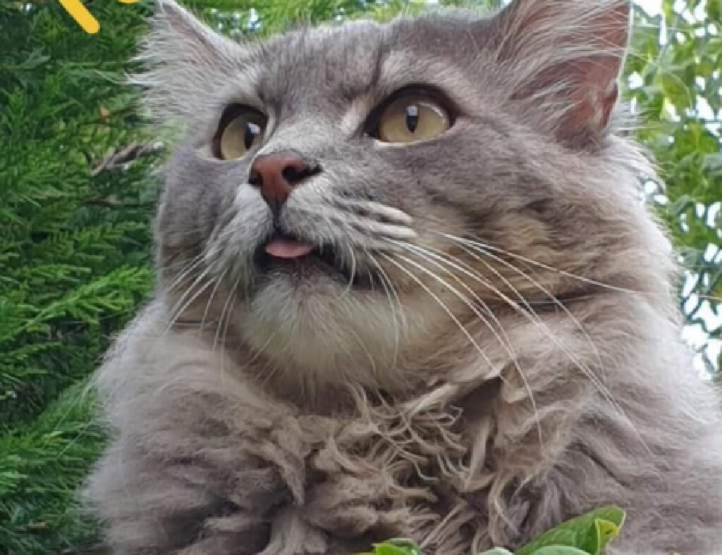 gatto tato lingua esterna