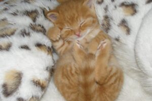 gattino che dorme su una coperta