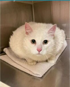 Gattino bianco che pesa tantissimo viene adottato