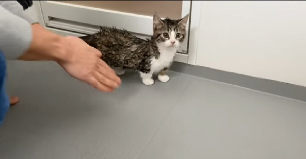 dolce gattino fa il bagnetto per la prima volta