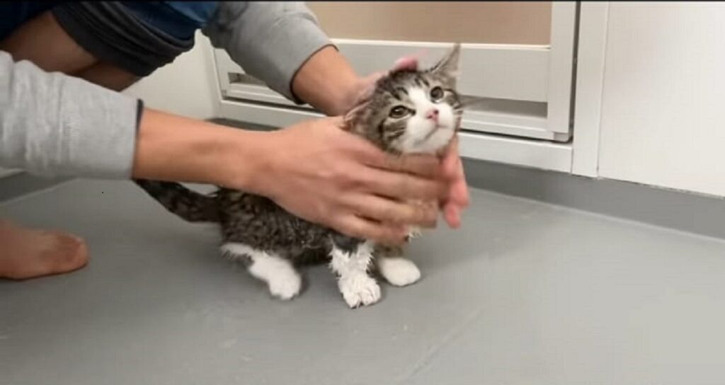 video di un dolce gattino