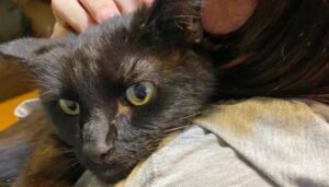 La proprietaria riconosce il miagolio del suo gatto sperduto tramite una telefonata al veterinario
