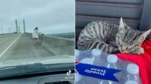 La donna salva una gattina in bilico su di un ponte e decide di adottarla