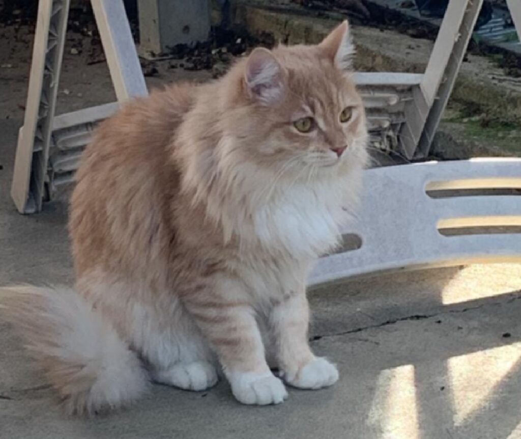 gatto rosso e bianco chiazze