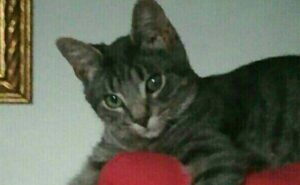 Fiuggi, micio scompare, la famiglia è preoccupata, il gatto è un Soriano di 8 mesi