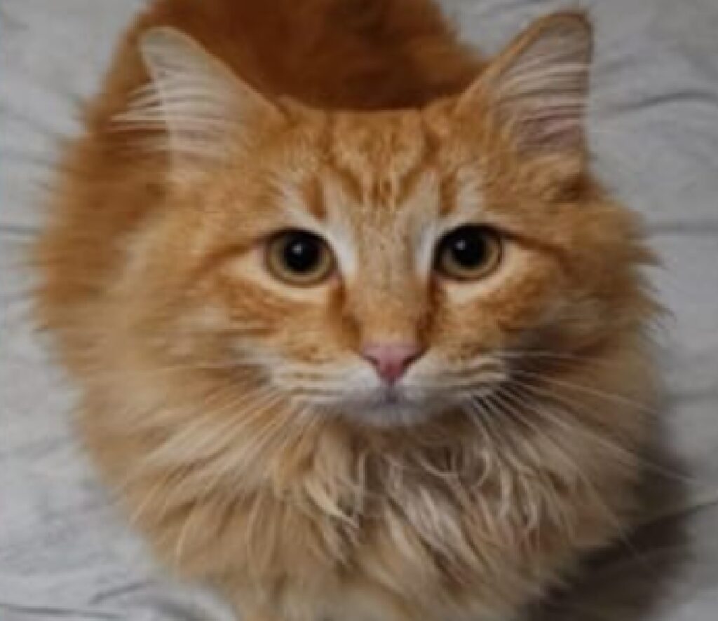 gatto pelo rosso chiaro 