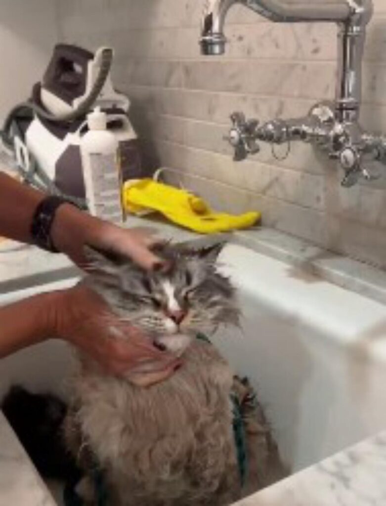 gatto fa il bagno