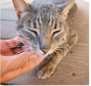 Gattina lasciata sola dopo un trasloco