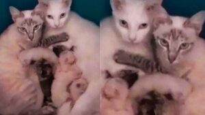 Gatte partoriscono insieme e si prendono cura dei cuccioli l’una dell’altra